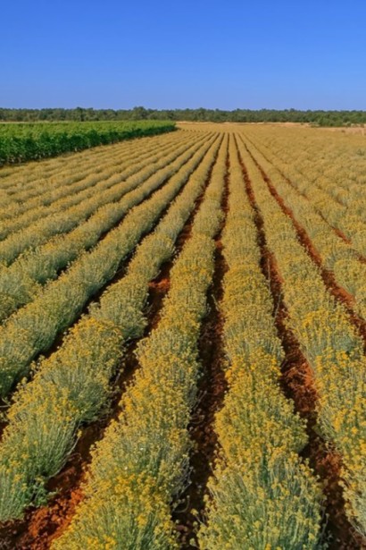 Бессмертник песчаный / Цмин